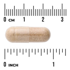 Pancreas Glandular