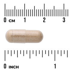 Elecampane Root - 4:1 Extract